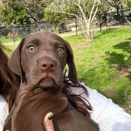 Chaps - Liver male German Shorthaired Pointer puppy in San Antonio, Texas from Alvarado Farm Kennels, LLC