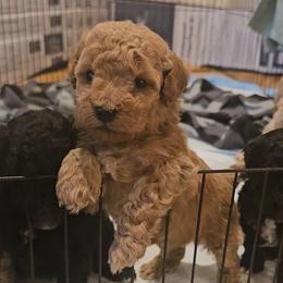 Assorted Doodle Crosses and Poodle Puppies from Adorable Puppy Poodles