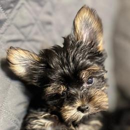 Nana male 2 - Black and gold male Yorkshire Terrier puppy in Gatesville, Texas from KontryKritterz Yorkies