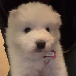 Priscilla - White female Samoyed puppy in Atkinson, Nebraska from Sandhills Samoyeds