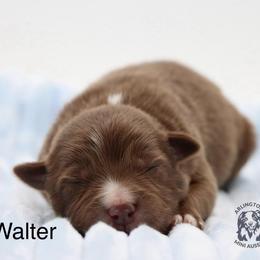 Walter - Red tri male Miniature Australian Shepherd puppy in Weeki Wachee, Florida from Arlington's Mini Aussies