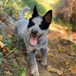 Australian Cattle Dog Puppies from TIN ROOF Australian Cattle Dogs
