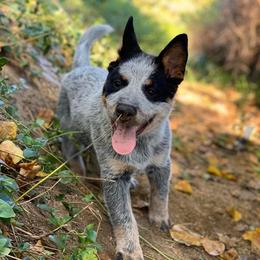 Australian Cattle Dog Puppies from TIN ROOF Australian Cattle Dogs