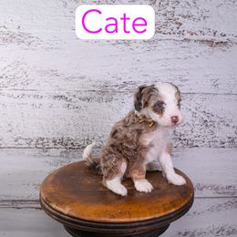 Cate - Red merle female Assorted Doodle Crosses puppy in Calhoun, Georgia from Happy Top Doodles