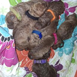 Chesapeake Bay Retriever puppies from Rennocks Top Of The Marsh Chesapeake Bay Retrievers