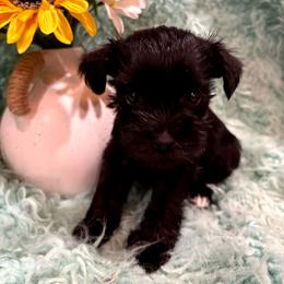 Maven - Black female Miniature Schnauzer puppy in Muskogee, Oklahoma from A&W Miniature Schnauzers