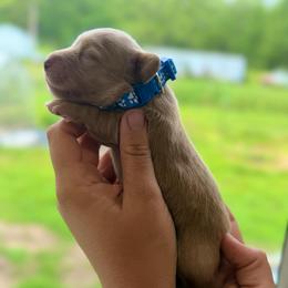 Boy 1 - Red male Dachshund puppy in Conway, Missouri from Ozark Mountain Kennel