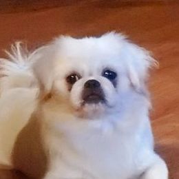 Pekingese from Paco's