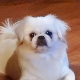 Pekingese from Paco's