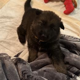 German Shepherd Puppies from Legacy K9’s