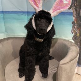 Poodle Puppies from Abbott Standard Poodles