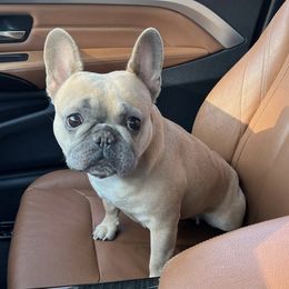 French Bulldogs from Moore Puppy Love