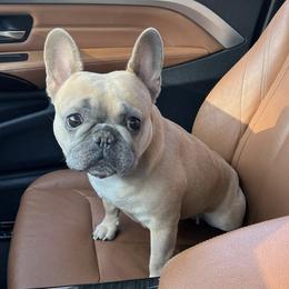 French Bulldogs from Moore Puppy Love