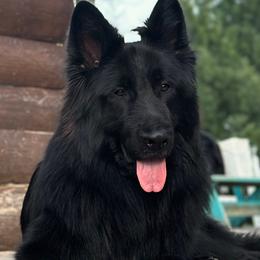 Hades - German Shepherd