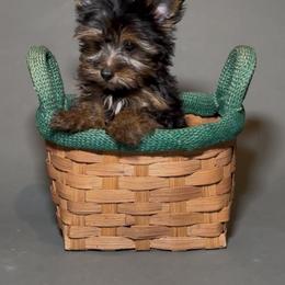 Thing 2 - Black and tan male Yorkshire Terrier puppy in San Diego, California from BC Breeders Association