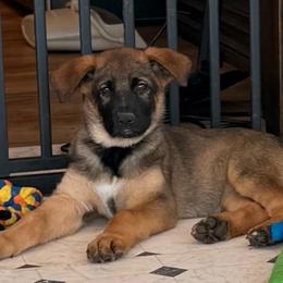 Rose - Black and tan female German Shepherd puppy in Anaheim, California from Hanan's German Shepherds