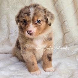 Kit Kat - Red merle female Miniature Australian Shepherd puppy in Cleveland, Georgia from Jam's Doodles And Poodles