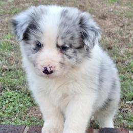Blue Merle Boy CH lines - Blue merle male Border Collie puppy in Newalla, Oklahoma from Roughstock Border Collies and Dachshunds