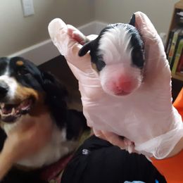 Bernese Mountain Dog Puppies from Bernese Mountain Railway
