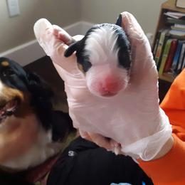Bernese Mountain Dog Puppies from Bernese Mountain Railway