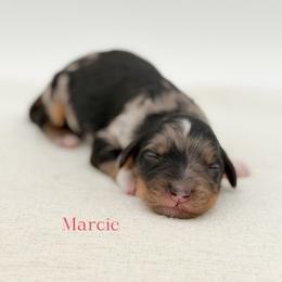 Marcie - Blue merle female Bernedoodle puppy in Bellville, Ohio from Bernedoodle Buddies