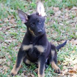 Apple - Black and tan female German Shepherd puppy in Leesburg, Florida from RoyalWork K9
