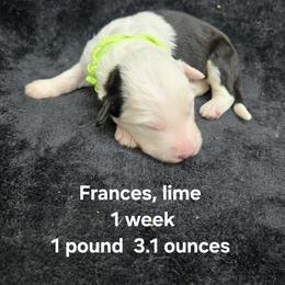 Frances - Gray and white female Old English Sheepdog puppy in Sutherlin, Oregon from Sapphire Eyes Sheepdogs