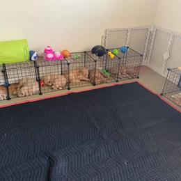 Goldendoodle Puppies from Goldendoodle Baby
