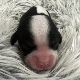 Daphne - Tri-color female Cavalier King Charles Spaniel puppy in Eastvale, California from Furever After Cavaliers