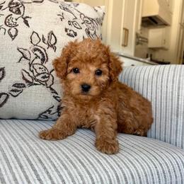 Hank - male Cavapoochon puppy in Burlington, Iowa from Pleasant Home Puppies