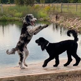 Aussiedoodle All Grown Up from Pawsitively Doodles