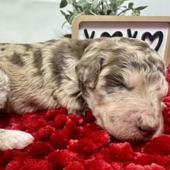 Double Doodle and Goldendoodle Puppies from Sturgeon River Doodles