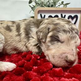 Double Doodle and Goldendoodle Puppies from Sturgeon River Doodles