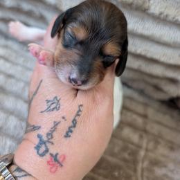 Amaryllis - Piebald female Dachshund puppy in Barnard, Missouri from KB Doxies