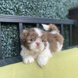 Girl 2 - Cream and white female Shih Tzu puppy in Troy, Michigan from "Shihtzu Best Friend"