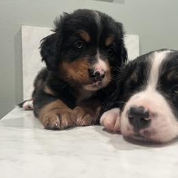 Bernedoodle Puppies from Cove Creek Companions