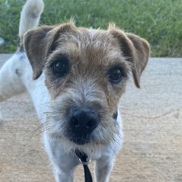 Lotus - Jack Russell Terrier