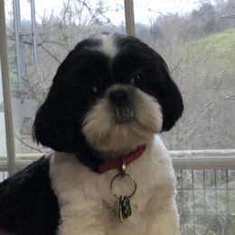 Myles - Shih Tzu