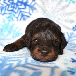 Digory - Phantom male Goldendoodle puppy in Macedon, New York from Toodles Goldendoodles