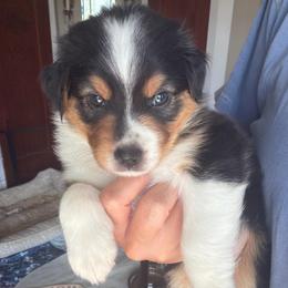 London - Black tri-color female Australian Shepherd puppy in Pattison, Texas from Legacy Water Australian Shepherds