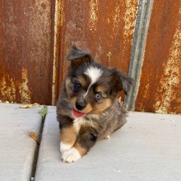 Girl 1 - Blue merle female Toy Australian Shepherd puppy in Modesto, California from West Coast Toy Aussies