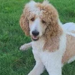 Poodles from We Have Standards!