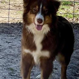 Nova - Australian Shepherd