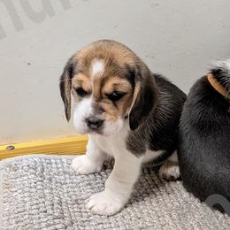 Black - Black tan and white female Beagle puppy in Vallejo, California from Tailwindfarm