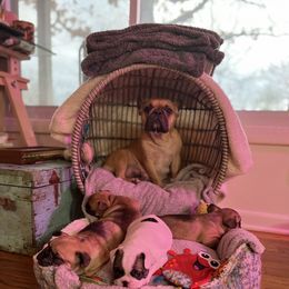 French Bulldog puppies from Fabulouslee French