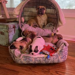 French Bulldog puppies from Fabulouslee French