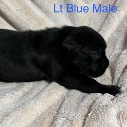 Lt Blue Collar - Black male Cane Corso puppy in Paris, Texas from Knucklehead Cane Corso