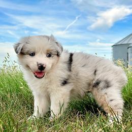 Dina - Blue merle female Australian Shepherd puppy in Wauneta, Nebraska from 4H Aussies