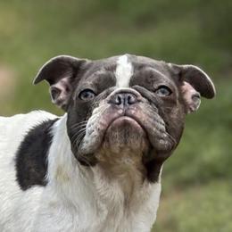 French Bulldogs from GarciaKennels