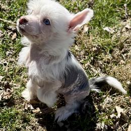 AKC Echo - White and black male Chinese Crested puppy in Dresden, Ohio from JJ’s Pawz and Clawz